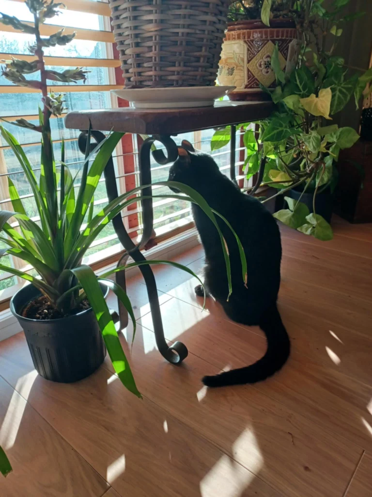 Un chat noir (Fripon) regardant par la fenêtre