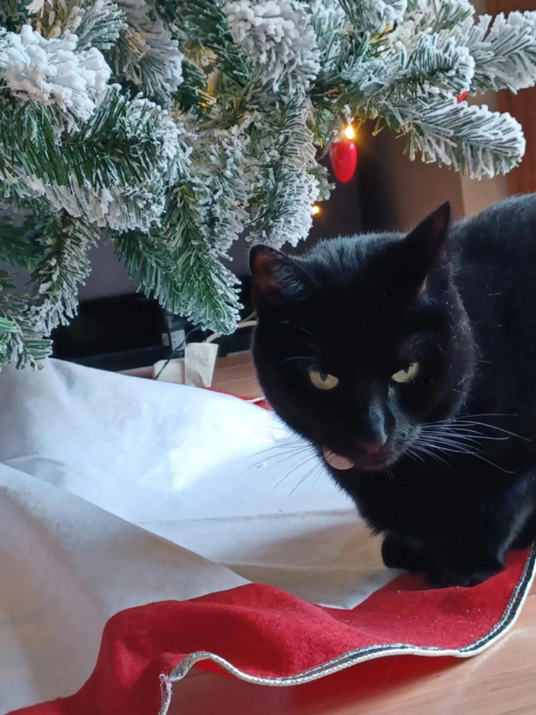 Un chat noir (Fripon) sous un sapin de Noël