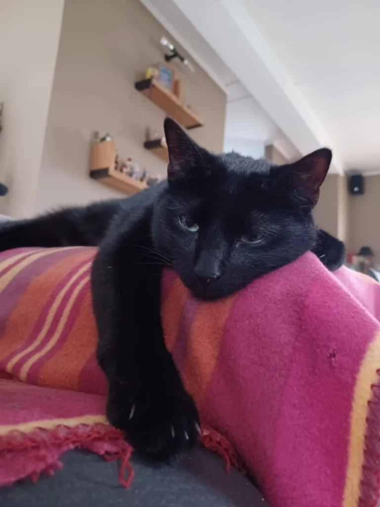 Un chat noir (Fripon) couché sur l'acoudoir du canapé