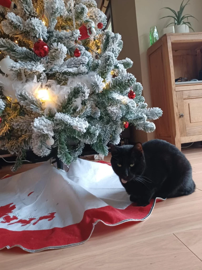 Un chat noir (Fripon) sous un sapin de Noël