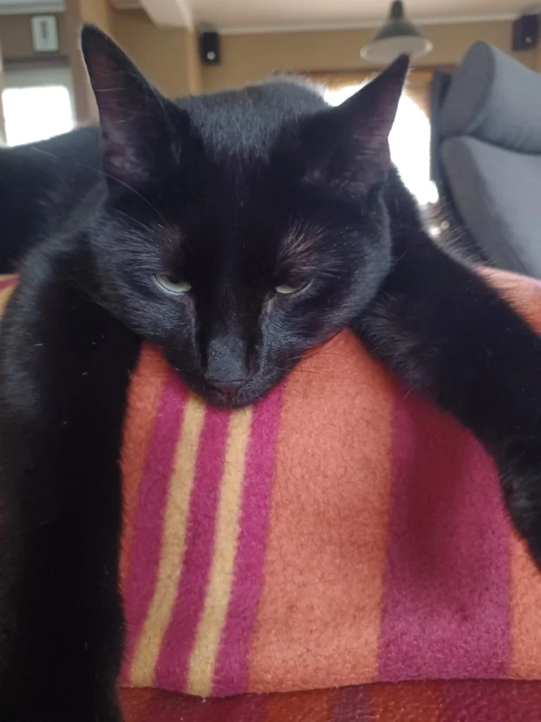 Un chat noir (Fripon) couché sur l'acoudoir du canapé