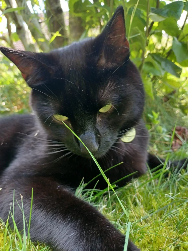 Un chat noir (Fripon) couché dans l'herbe