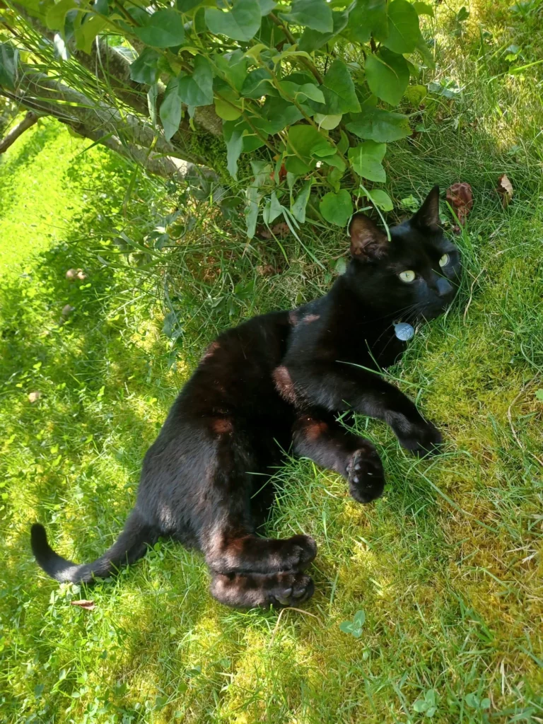 Un chat noir (Fripon) couché dans l'herbe
