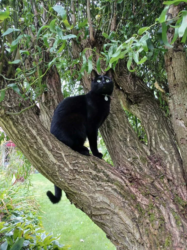 Un chat noir (Fripon) assis dans un arbre