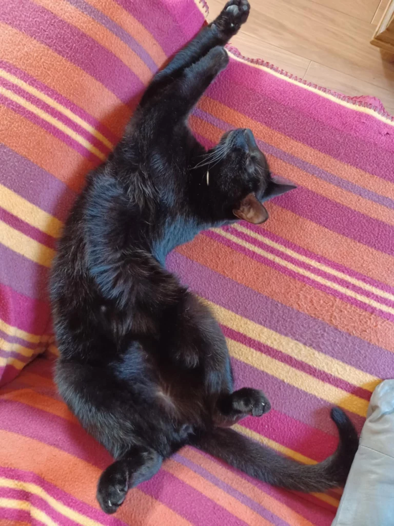 Un chat noir (Fripon) couché sur son dos