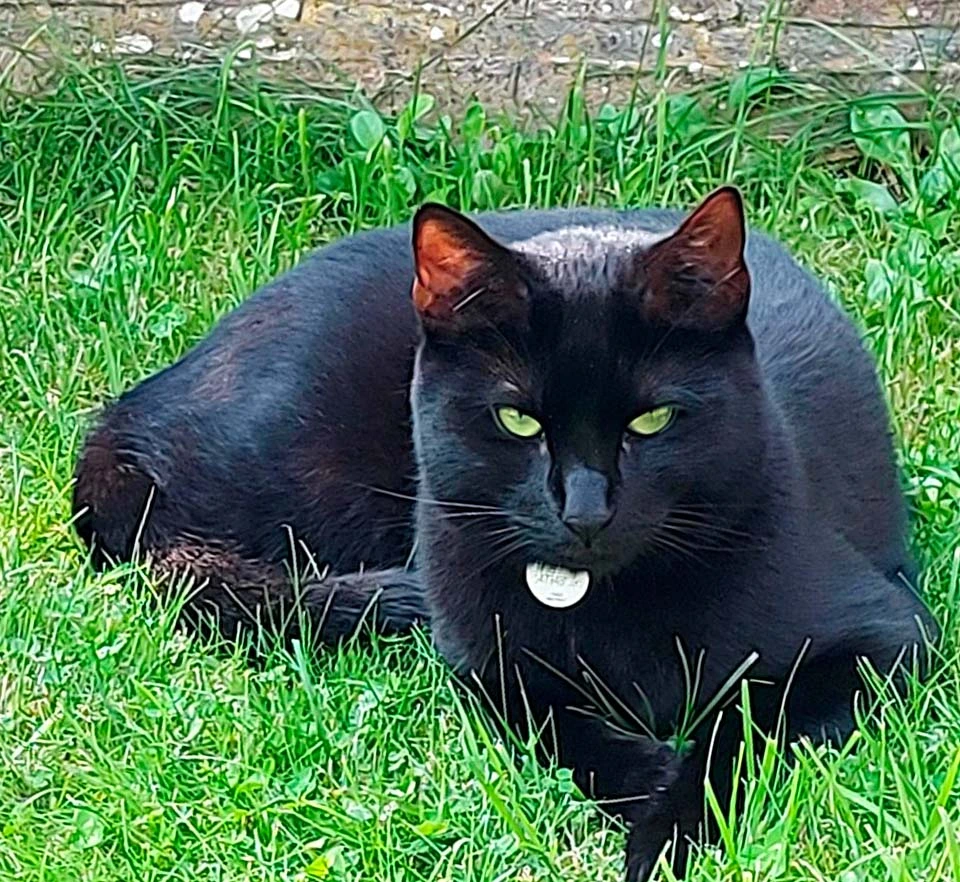 photo d'un chat noir (Fripon) couché dans l'herbe
